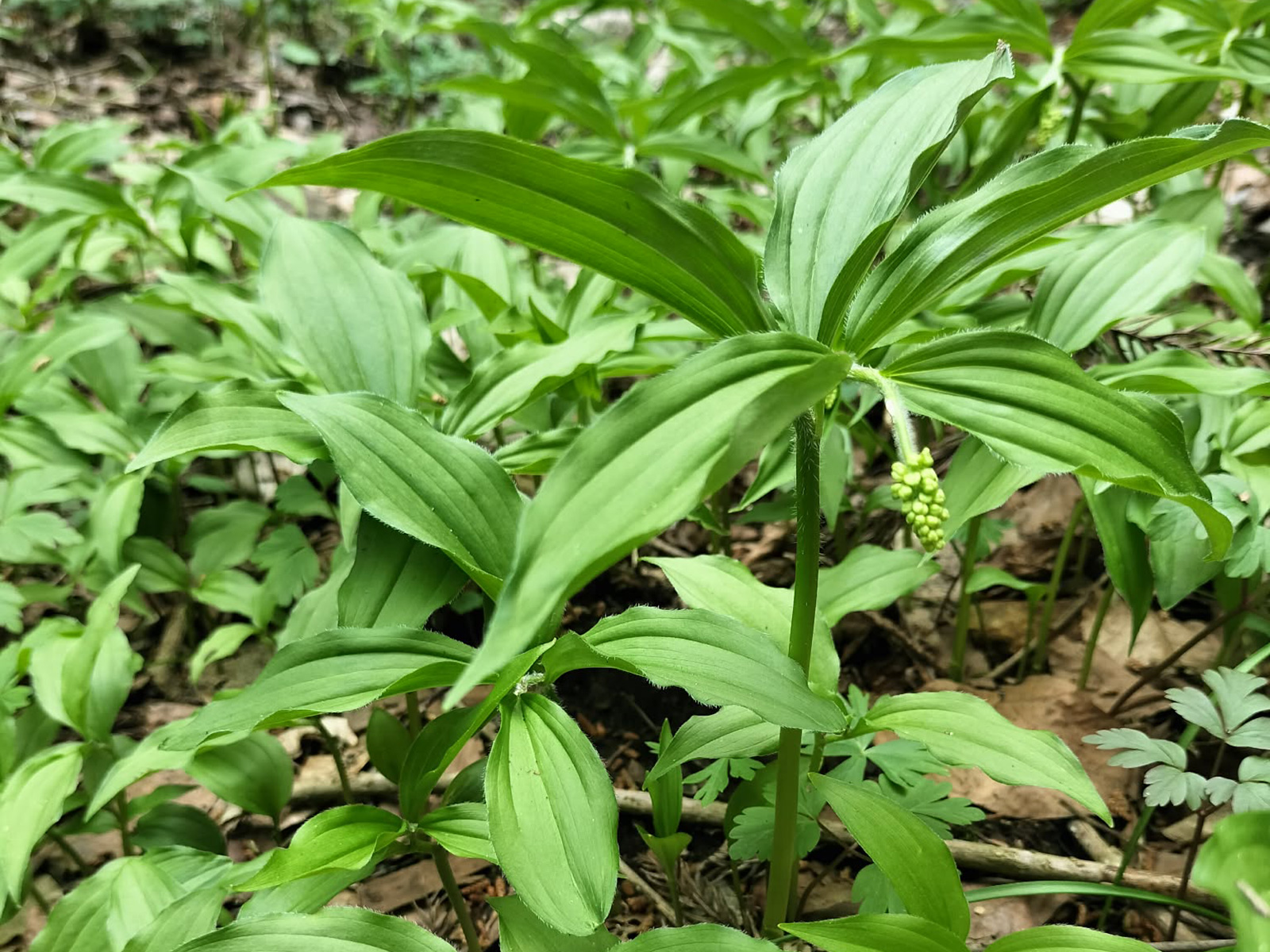 小豆菜(雪笹)の食べ方