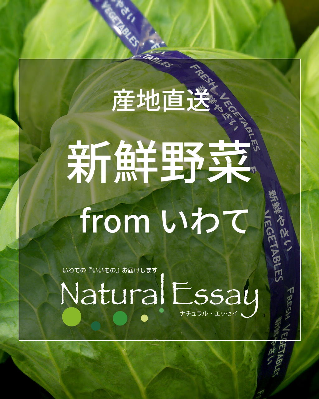 産地直送 新鮮野菜 from いわて（キャベツ）