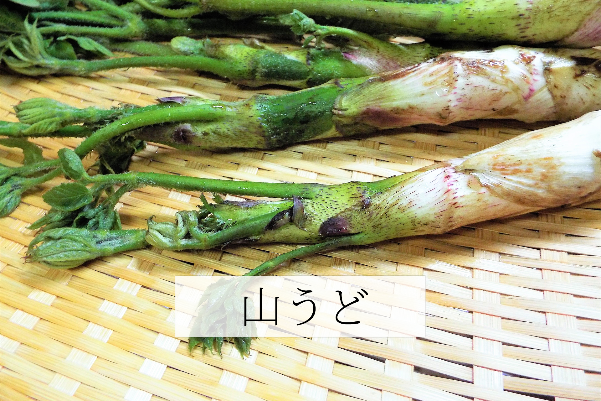 山うど