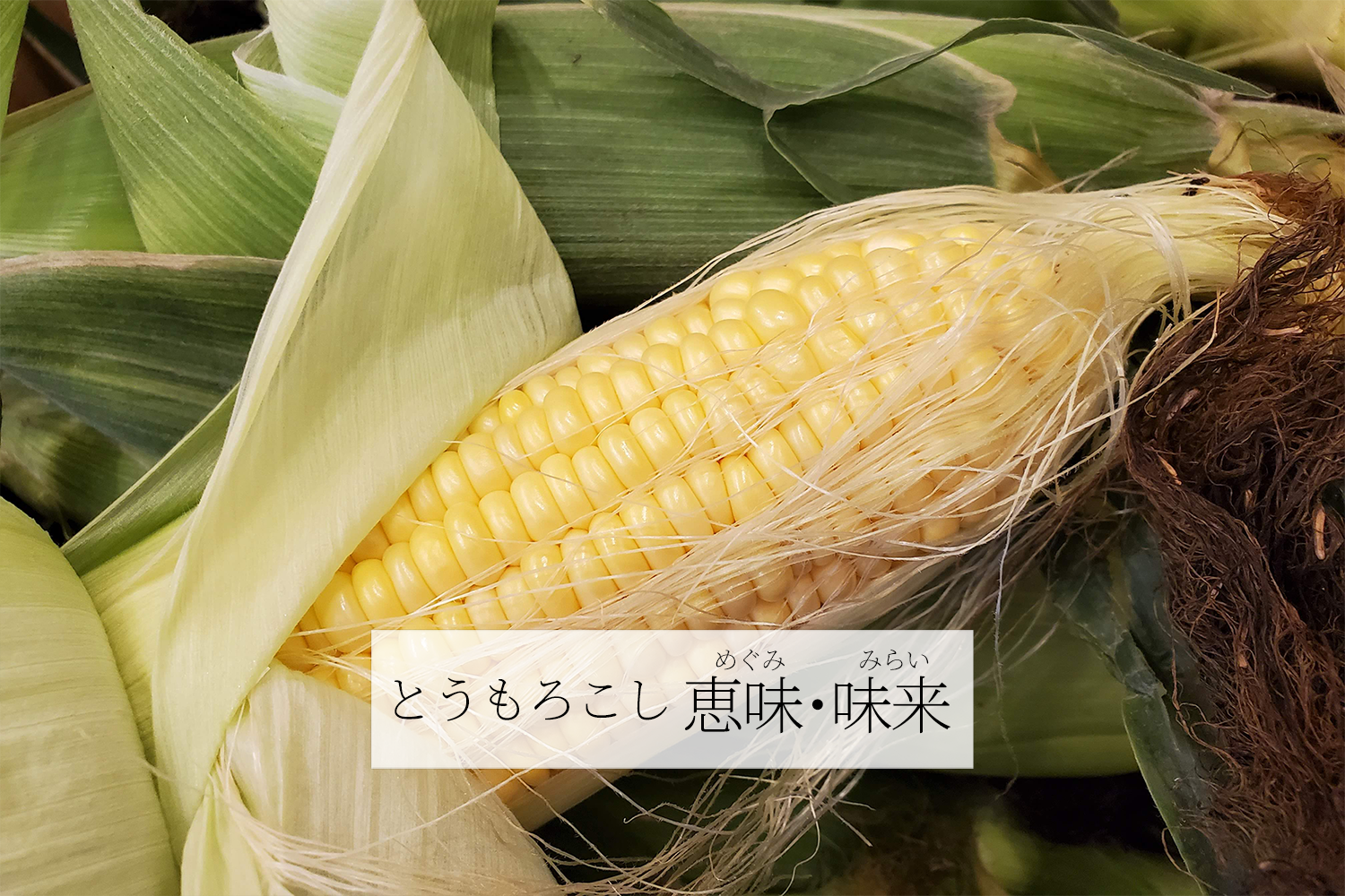 とうもろこし恵味と味来